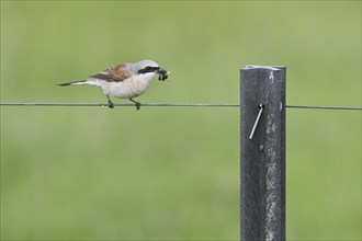 Red-backed Shrike (Lanius collurio), Emsland, Lower Saxony, Germany, Europe