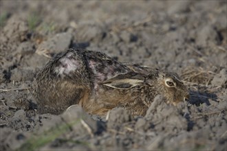 European hare (Lepus europaeus) with skin disease hiding in field, Germany, Europe