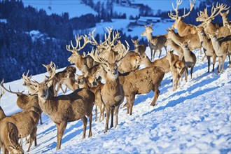 Red deer (Cervus elaphus) stags in a pack on a snowy meadow in the mountains in tirol, Kitzbühel,