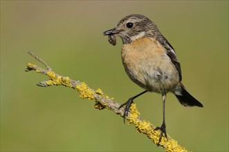 European stonechat (Saxicola rubicola), Emsland, Lower Saxony, Germany, Europe