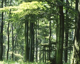 DEU, Germany: The historical slides from the times 80-90s . a.o. Harz. Forest in the Hochwald, 80s