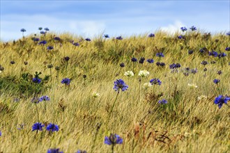 Dune Landscape, Blue and White lilies of the nile (Agapanthus), Love Flowers, Isle of Tresco, Isles