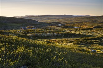 Cabin in the landscape of the Hardangervidda plateau, Norway, Europe