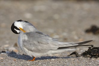 Little Tern (Sternula albifrons), grooming its feathers on the beach, Lower Saxony Wadden Sea