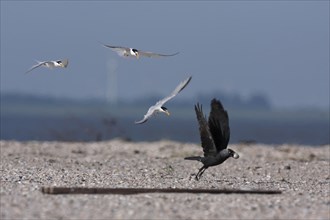 Little Tern (Sternula albifrons), joint defence of the clutch, predation defence, western jackdaw