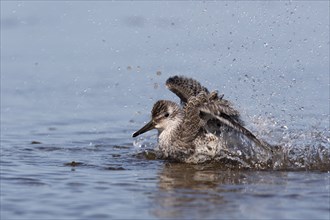 Red knot (Calidris canutus), plumage care in the water, Lower Saxon Wadden Sea National Park, East