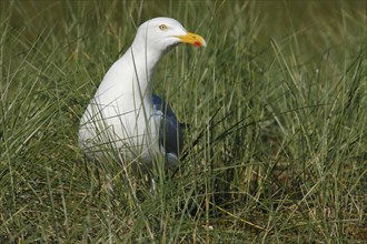 European herring gull (Larus argentatus), animal in the dune vegetation, Lower Saxony Wadden Sea