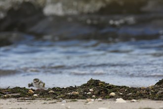 Little Ringed Plover (Charadrius hiaticula), juvenile on the beach looking for food, well hidden