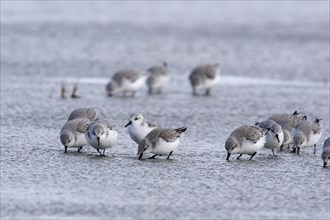 Sanderling (Calidris alba), in a light plumage, resting flock foraging in the mudflats, Lower