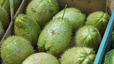 Stink (Durio zibethinus) fruit, close, detail, markets, open air, Palermo, capital, Sicily, Italy,