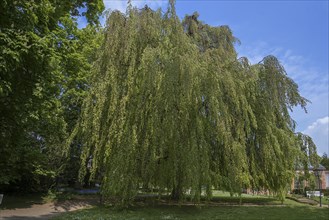 Hanging beech (Fagus sylvatica f. pendula), Stadtpark Lahr, Baden-Württemberg, Germany, Europe