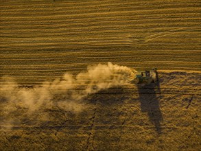 A combine harvester harvests a cereal forest