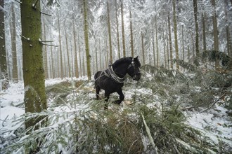 Winter in the Ore Mountains