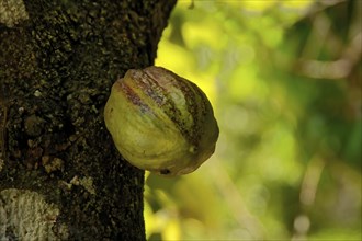 Cacao fruit (Theobroma cacao), Amazon state, Brazil, South America