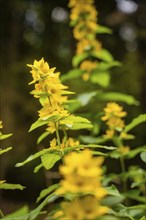 Yellow flowers in the forest, Black Forest, Germany, Europe