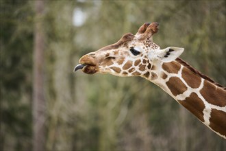 Reticulated giraffe (Giraffa reticulata) portrait, Bavaria, Germany Europe