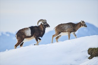 European mouflon (Ovis aries musimon) ram with ewe on a snowy meadow in the mountains in tirol,