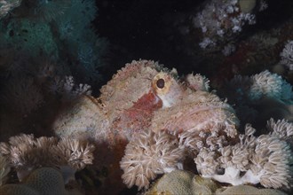 Fringed dragonhead (Scorpaenopsis oxycephala), Fury Shoals reef dive site, Red Sea, Egypt, Africa