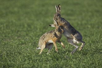 European Brown Hares (Lepus europaeus) boxing, fighting in field during the breeding season,