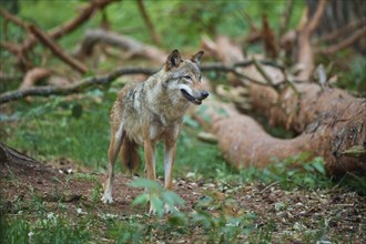 European gray wolf (Canis lupus), in the forest, summer, Germany, Europe