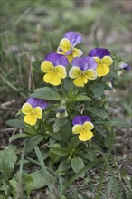 Horned pansy (Viola cornuta), Lower Saxony, Germany, Europe