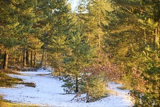 Trail going through a Scots pine (Pinus sylvestris) forest, snow, Upper Palatinate, Bavaria,