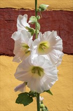 Flowering common hollyhock (Alcea rosea) at a half timbered house in Ystad, Scania, Sweden,