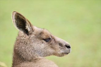 Western grey kangaroo (Macropus fuliginosus), portrait, Germany, Europe