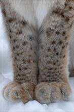 Lynx paws (C) in winter in Polar Park, Bardu, Norway, Europe