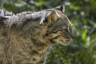 Amur leopard cat, Siberian leopard cat (Prionailurus bengalensis euptilura) subspecies of the