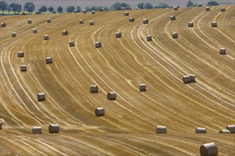 Round hay bales lie in a field near Bannewitz. The baler is used to bale hay, straw or grass silage