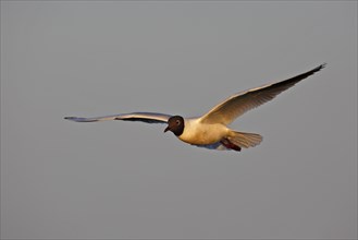 Black-headed Black-headed Gull (Chroicocephalus ridibundus), flight study, individual in flight,