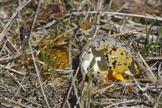 Eurasian oystercatcher (Haematopus ostralegus), predated egg, Lower Saxon Wadden Sea National Park,