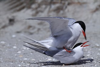 Common Tern (Sterna hirundo), copula, mating in front of the colony, Lower Saxon Wadden Sea