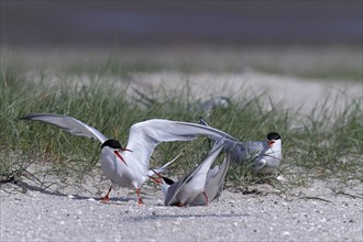 Common Tern (Sterna hirundo), territorial fight of a pair in the colony, dispute between two