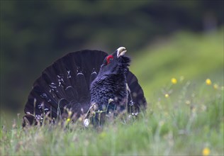 Capercaillie in courtship display, Limestone Alps National Park, Austria, Europe