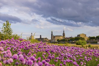 Flowering chives on the Elbe meadows in Dresden's Old Town with silhouette