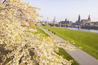 Trees in blossom on the banks of the Elbe in Neustadt in the evening