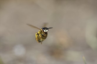 European beewolf (Philanthus triangulum), in flight, with captured bee, Bottrop, Ruhr area, North