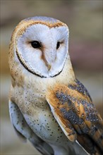 Common barn owl (Tyto alba), portrait, Scandinavia