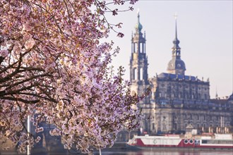 Spring on the Königsufer in Dresden