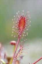 Oblong-leaved sundew (Drosera intermedia), close-up, Aschendorfer Obermoor nature reserve, Wildes