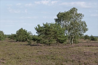 Heath blossom in the Osterheide in the Lüneburg Heath nature reserve. Schneverdingen, Lower Saxony,