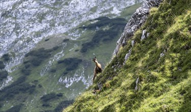 Chamois on a steep slope, Wetterstein Mountains, Bavaria, Germany, Europe