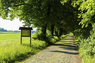 Torgau Avenue of Trees on the Banks of the Elbe