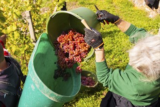 Saxon State Winery Schloss Wackerbarth invites the press to the grape grape harvest in the Goldener