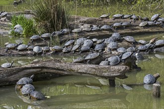 Red-eared terrapins (Trachemys scripta elegans) and yellow-bellied sliders basking in the sun on