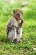 Barbary macaque (Macaca sylvanus), juvenile, Occurrence in Morocco, captive, Rhineland-Palatinate,