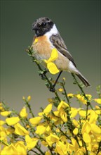 European stonechat (Saxicola rubicola), Emsland, Lower Saxony, Germany, Europe