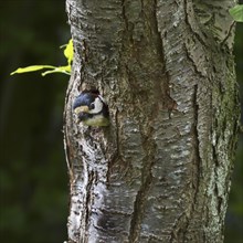 Great spotted woodpecker (Dendrocopos major) male sticking head out off nesting hole in tree trunk